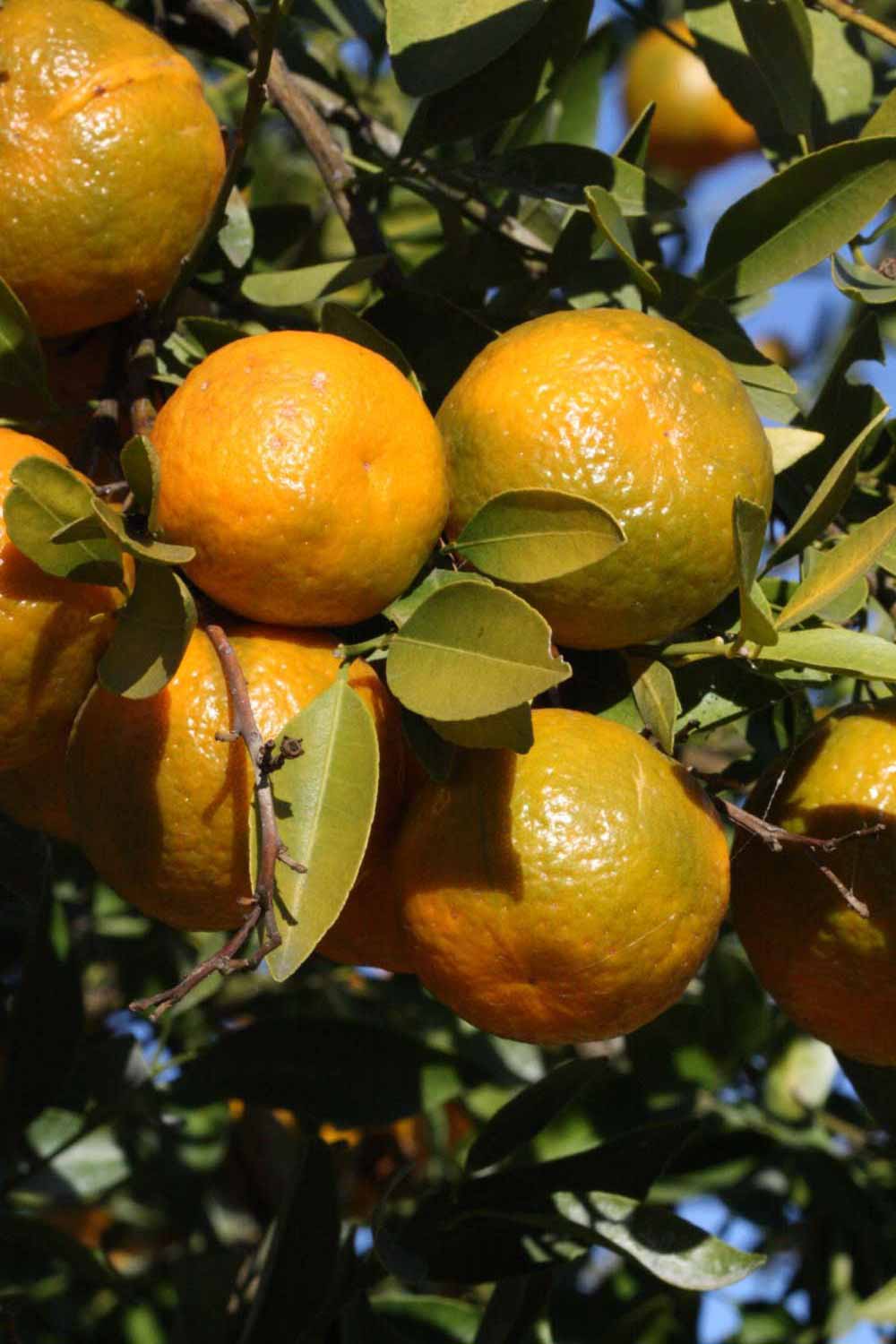            Fruit (Riverside, CA)   